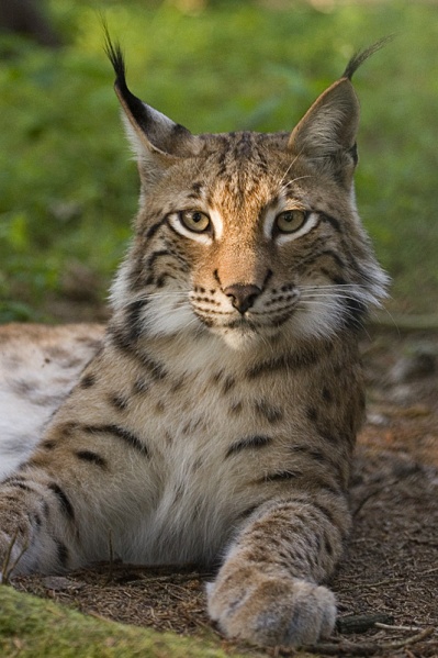 Файл:Lynx lynx poing.jpg